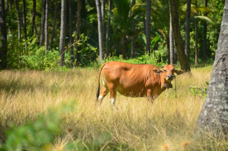 One of the cows owned by Segenter residents