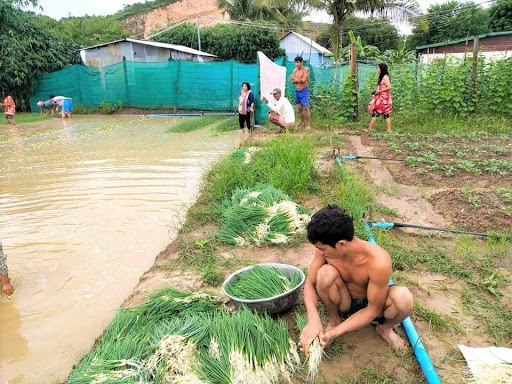 Une photo montrant des habitants essayant de sauver leurs récoltes après l´inondation dans la province de Banteay Meanchey, au nord-ouest du Cambodge.