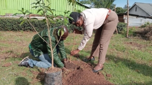 Commissioner Migori County planting a tree in Suba Kuria Green Park